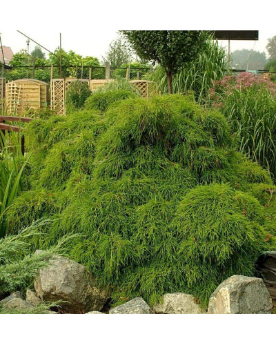Кипарисовик горохоплідний Філіфера Нана | Chamaecyparis pisifera Filifera Nana | Кипарисовик горохоплодный Филифера Нана