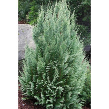 Кипарисовик Лавсона Вайт Спот | Chamaecyparis lawsoniana White Spot