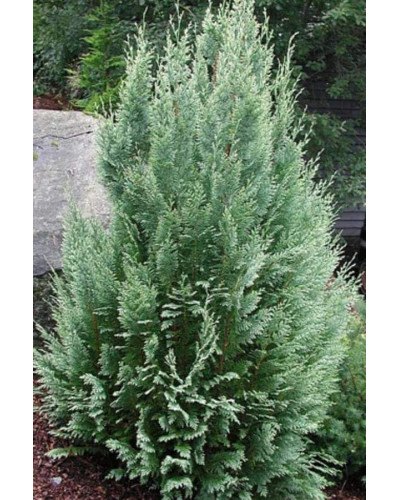 Кипарисовик Лавсона Вайт Спот | Chamaecyparis lawsoniana White Spot