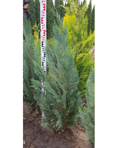 Кипарисовик Лавсона Вайт Спот | Chamaecyparis lawsoniana White Spot
