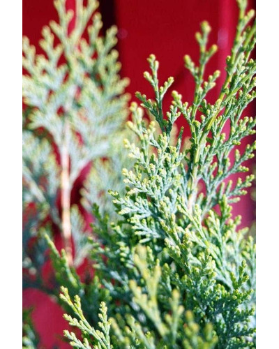 Кипарисовик Лавсона Вайт Спот | Chamaecyparis lawsoniana White Spot