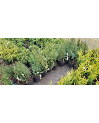 Кипарисовик Лавсона Вайт Спот | Chamaecyparis lawsoniana White Spot