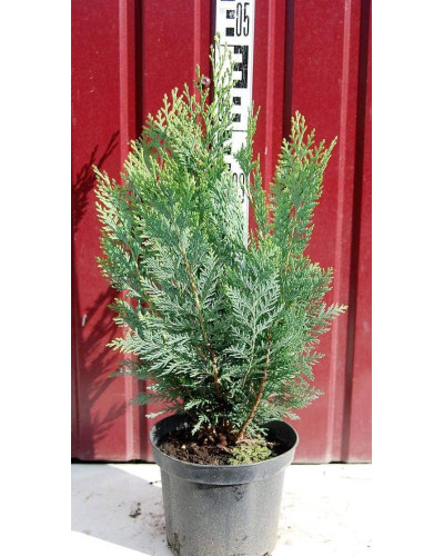Кипарисовик Лавсона Вайт Спот | Chamaecyparis lawsoniana White Spot