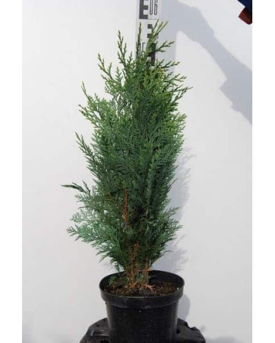 Кипарисовик Лавсона Вайт Спот | Chamaecyparis lawsoniana White Spot