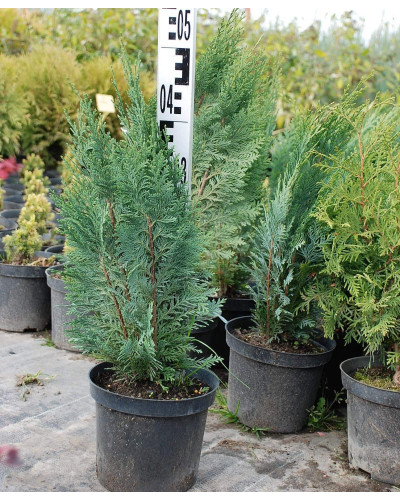 Кипарисовик Лавсона Вайт Спот | Chamaecyparis lawsoniana White Spot