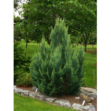 Кипарисовик Лавсона Вайт Спот | Chamaecyparis lawsoniana White Spot
