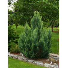 Кипарисовик Лавсона Вайт Спот | Chamaecyparis lawsoniana White Spot
