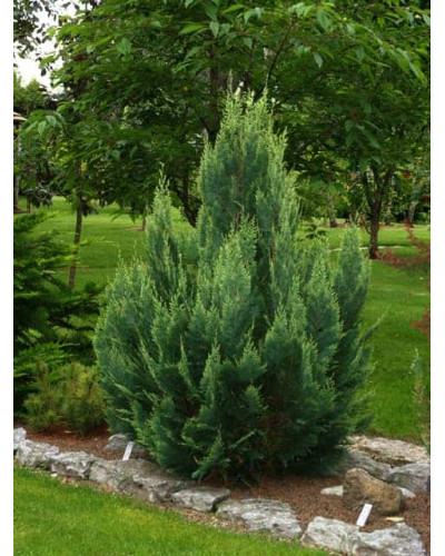 Кипарисовик Лавсона Вайт Спот | Chamaecyparis lawsoniana White Spot