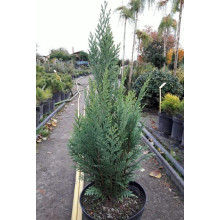 Кипарисовик Лавсона Вайт Спот | Chamaecyparis lawsoniana White Spot