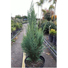 Кипарисовик Лавсона Вайт Спот | Chamaecyparis lawsoniana White Spot