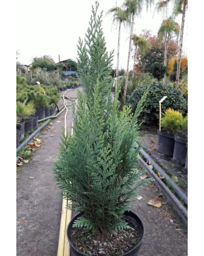 Кипарисовик Лавсона Вайт Спот | Chamaecyparis lawsoniana White Spot