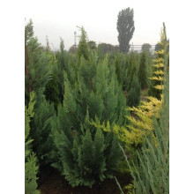 Кипарисовик Лавсона Вайт Спот | Chamaecyparis lawsoniana White Spot