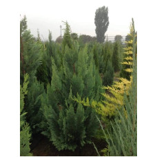 Кипарисовик Лавсона Вайт Спот | Chamaecyparis lawsoniana White Spot
