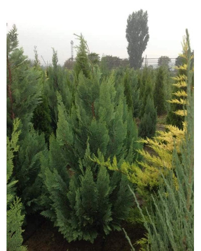 Кипарисовик Лавсона Вайт Спот | Chamaecyparis lawsoniana White Spot