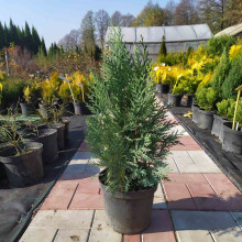 Кипарисовик Лавсона Вайт Спот | Chamaecyparis lawsoniana White Spot