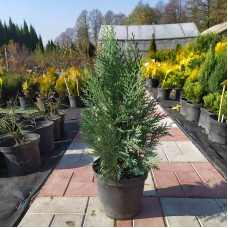 Кипарисовик Лавсона Вайт Спот | Chamaecyparis lawsoniana White Spot