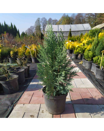 Кипарисовик Лавсона Вайт Спот | Chamaecyparis lawsoniana White Spot