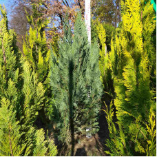 Кипарисовик Лавсона Вайт Спот | Chamaecyparis lawsoniana White Spot