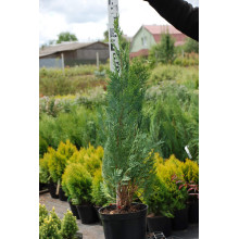 Кипарисовик Лавсона Вайт Спот | Chamaecyparis lawsoniana White Spot
