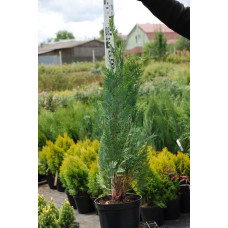 Кипарисовик Лавсона Вайт Спот | Chamaecyparis lawsoniana White Spot