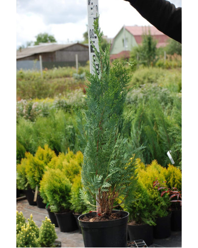 Кипарисовик Лавсона Вайт Спот | Chamaecyparis lawsoniana White Spot