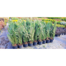 Кипарисовик Лавсона Вайт Спот | Chamaecyparis lawsoniana White Spot