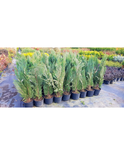 Кипарисовик Лавсона Вайт Спот | Chamaecyparis lawsoniana White Spot