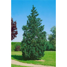 Кипарисовик Лавсона Вісселі | Chamaecyparis lawsoniana Wisselii | Кипарисовик Лавсона Виссели