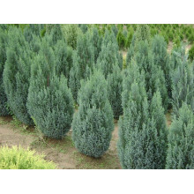 Кипарисовик Лавсона Елвуді | Chamaecyparis lawsoniana Ellwoodii | Кипарисовик Лавсона Элвуди