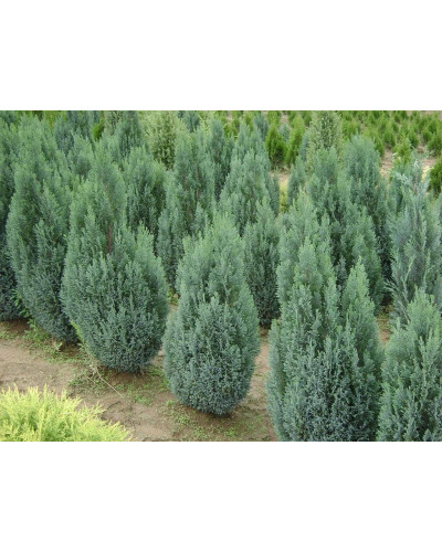 Кипарисовик Лавсона Елвуді | Chamaecyparis lawsoniana Ellwoodii | Кипарисовик Лавсона Элвуди