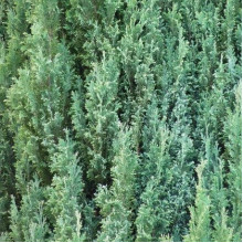 Кипарисовик Лавсона Елвуді | Chamaecyparis lawsoniana Ellwoodii | Кипарисовик Лавсона Элвуди