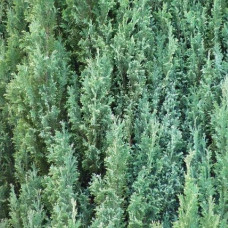 Кипарисовик Лавсона Елвуді | Chamaecyparis lawsoniana Ellwoodii | Кипарисовик Лавсона Элвуди