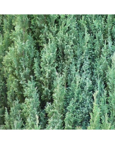 Кипарисовик Лавсона Елвуді | Chamaecyparis lawsoniana Ellwoodii | Кипарисовик Лавсона Элвуди