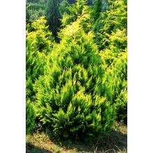 Кипарисовик Лавсона Еректа Ауреа | Chamaecyparis lawsoniana Erecta Aurea | Кипарисовик Лавсона Эректа Ауреа