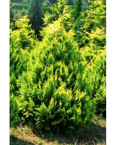 Кипарисовик Лавсона Еректа Ауреа | Chamaecyparis lawsoniana Erecta Aurea | Кипарисовик Лавсона Эректа Ауреа