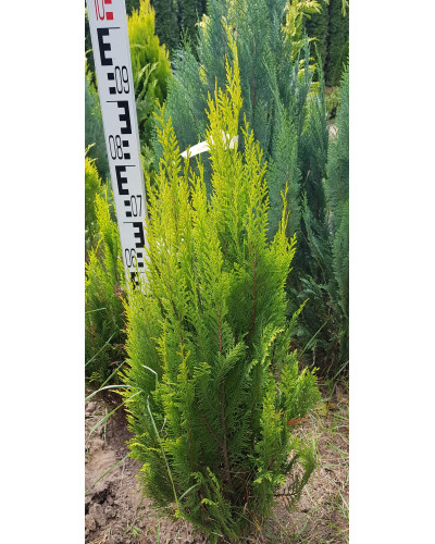 Кипарисовик Лавсона Еректа Ауреа | Chamaecyparis lawsoniana Erecta Aurea | Кипарисовик Лавсона Эректа Ауреа