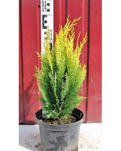 Кипарисовик Лавсона Еректа Ауреа | Chamaecyparis lawsoniana Erecta Aurea | Кипарисовик Лавсона Эректа Ауреа