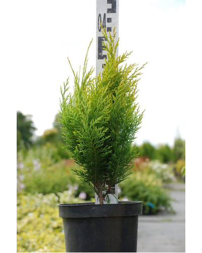 Кипарисовик Лавсона Еректа Ауреа | Chamaecyparis lawsoniana Erecta Aurea | Кипарисовик Лавсона Эректа Ауреа