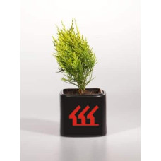 Кипарисовик Лавсона Еректа Ауреа | Chamaecyparis lawsoniana Erecta Aurea | Кипарисовик Лавсона Эректа Ауреа