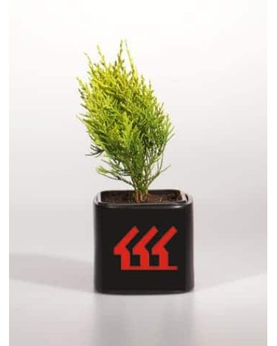 Кипарисовик Лавсона Еректа Ауреа | Chamaecyparis lawsoniana Erecta Aurea | Кипарисовик Лавсона Эректа Ауреа