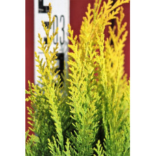 Кипарисовик Лавсона Еректа Ауреа | Chamaecyparis lawsoniana Erecta Aurea | Кипарисовик Лавсона Эректа Ауреа