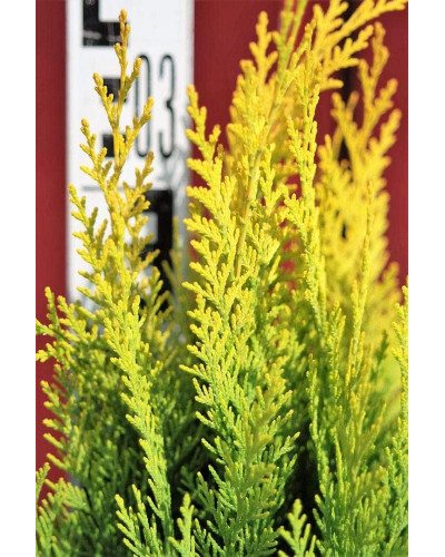 Кипарисовик Лавсона Еректа Ауреа | Chamaecyparis lawsoniana Erecta Aurea | Кипарисовик Лавсона Эректа Ауреа