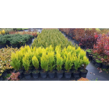 Кипарисовик Лавсона Еректа Ауреа | Chamaecyparis lawsoniana Erecta Aurea | Кипарисовик Лавсона Эректа Ауреа
