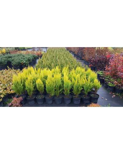 Кипарисовик Лавсона Еректа Ауреа | Chamaecyparis lawsoniana Erecta Aurea | Кипарисовик Лавсона Эректа Ауреа