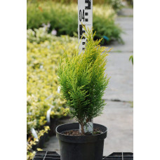 Кипарисовик Лавсона Еректа Ауреа | Chamaecyparis lawsoniana Erecta Aurea | Кипарисовик Лавсона Эректа Ауреа