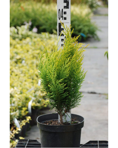 Кипарисовик Лавсона Еректа Ауреа | Chamaecyparis lawsoniana Erecta Aurea | Кипарисовик Лавсона Эректа Ауреа