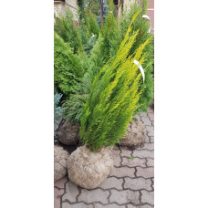 Кипарисовик Лавсона Еректа Ауреа | Chamaecyparis lawsoniana Erecta Aurea | Кипарисовик Лавсона Эректа Ауреа