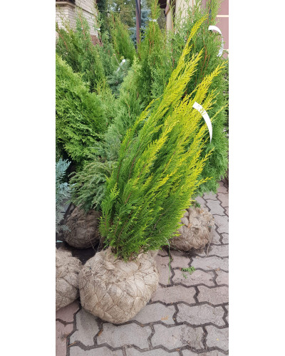 Кипарисовик Лавсона Еректа Ауреа | Chamaecyparis lawsoniana Erecta Aurea | Кипарисовик Лавсона Эректа Ауреа