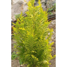 Кипарисовик Лавсона Еректа Ауреа | Chamaecyparis lawsoniana Erecta Aurea | Кипарисовик Лавсона Эректа Ауреа