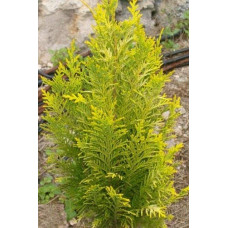 Кипарисовик Лавсона Еректа Ауреа | Chamaecyparis lawsoniana Erecta Aurea | Кипарисовик Лавсона Эректа Ауреа